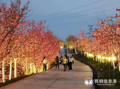 昆明宜良3800余亩山后樱花谷提档升级 赏花游玩更惬意