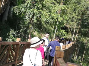 踏春赏花季︱梅花山旅游景区清明持续火爆